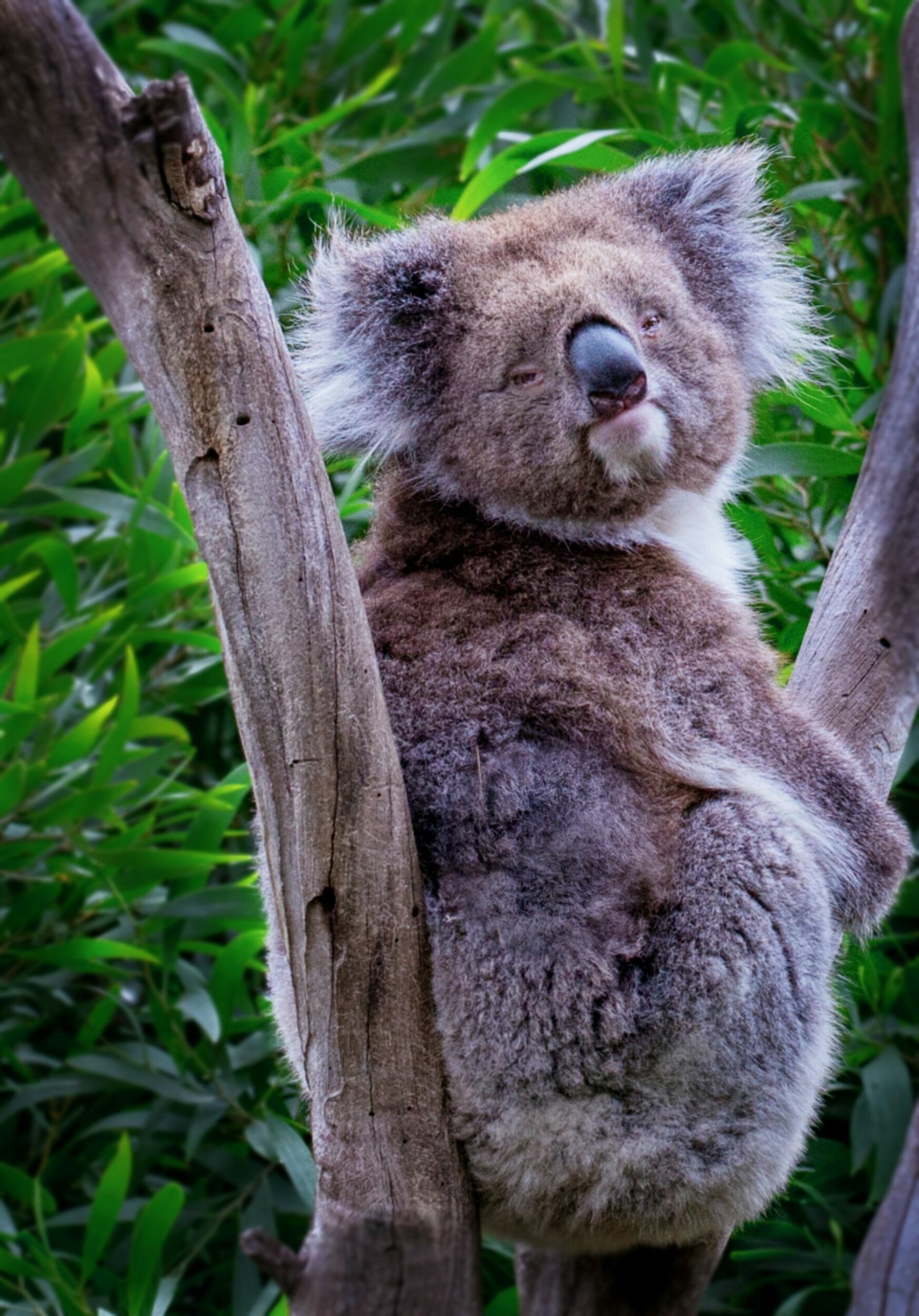 From Penguin Parade to Koala Cuddles: A Wildlife Lover&#8217;s Guide to Melbourne